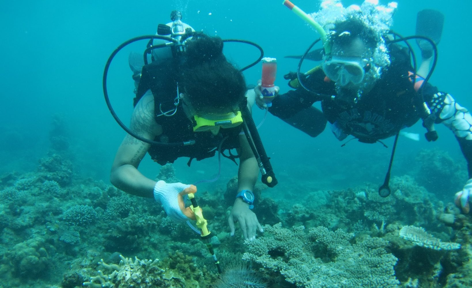 Divers use vinegar, injection guns to fight Albay Gulf infestation threat