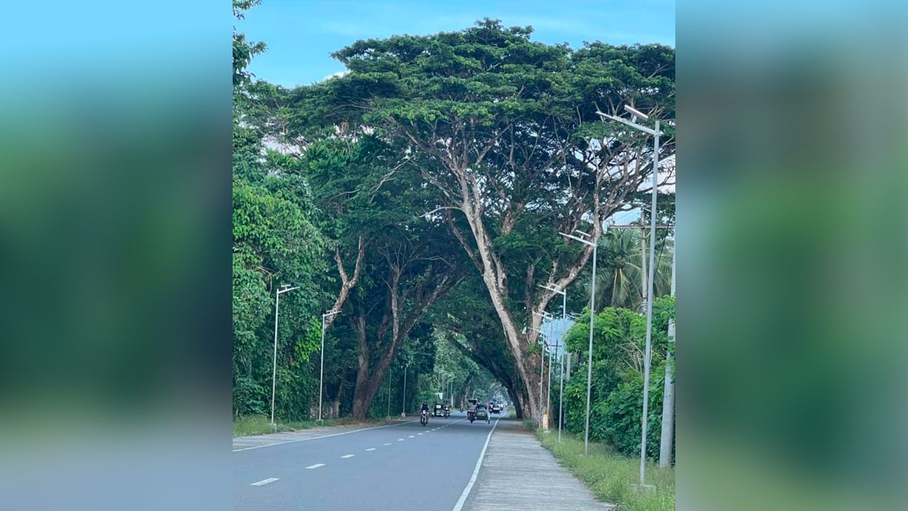 Don’t ‘massacre’ trees in Aurora town, Manuel Quezon grandson appeals