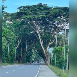 Don’t ‘massacre’ trees in Aurora town, Manuel Quezon grandson appeals