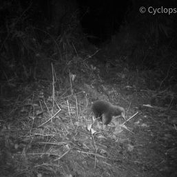 Long-lost mammal rediscovered in remote Indonesia mountains