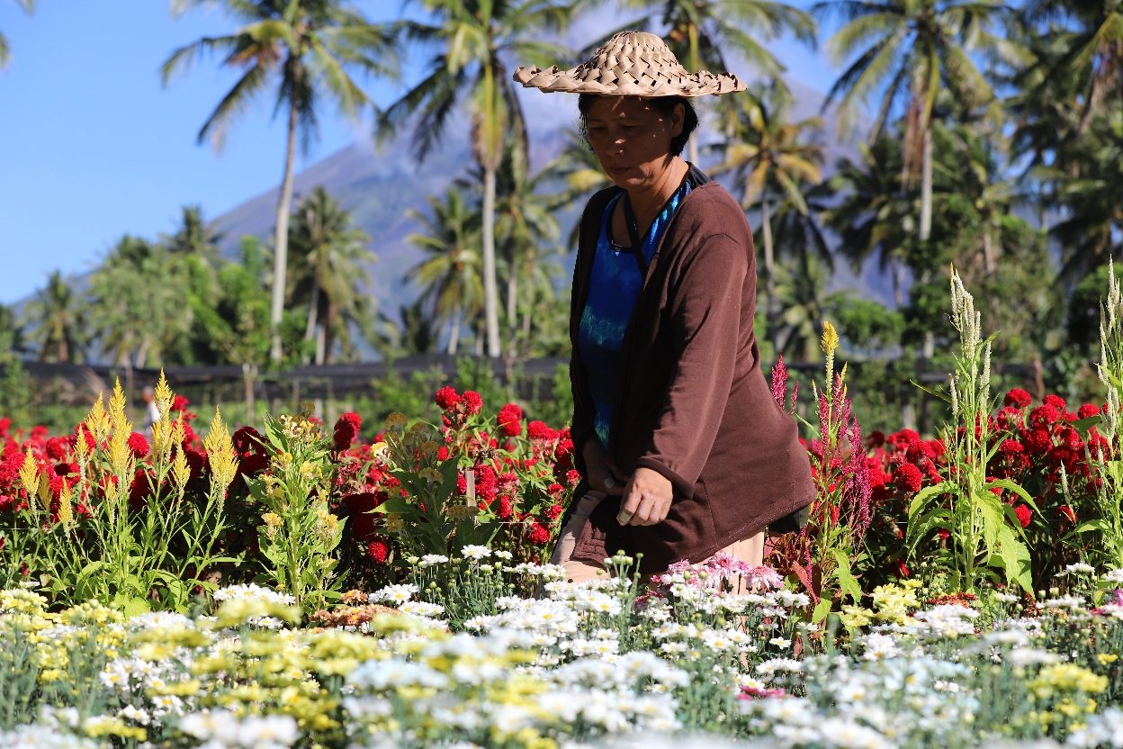 Thriving Flower Farm Near Mayon Volcano