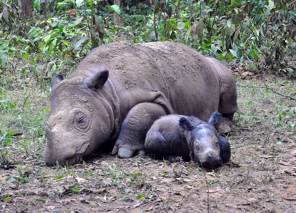 Second endangered Sumatran rhino born in Indonesia