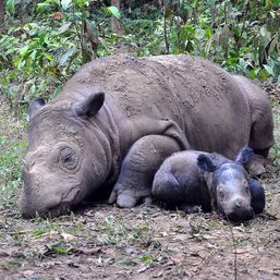 Second endangered Sumatran rhino born in Indonesia