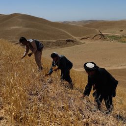 Afghans fight drought with small dams as Taliban shut out of COP28