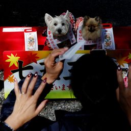 Dogs don kimonos, receive blessings in place of children in aging Japan
