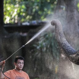 Meet the Manila zookeeper who took care of Mali for 20 years