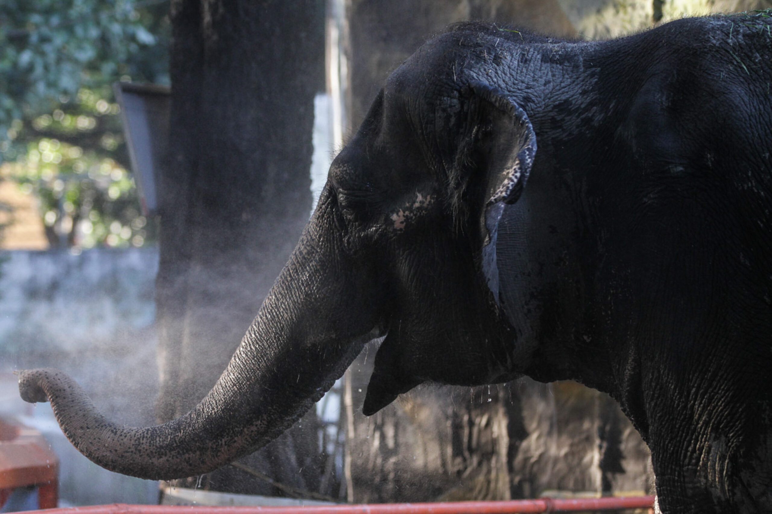 The World's Saddest Elephant Dies at Manila Zoo in the Philippines