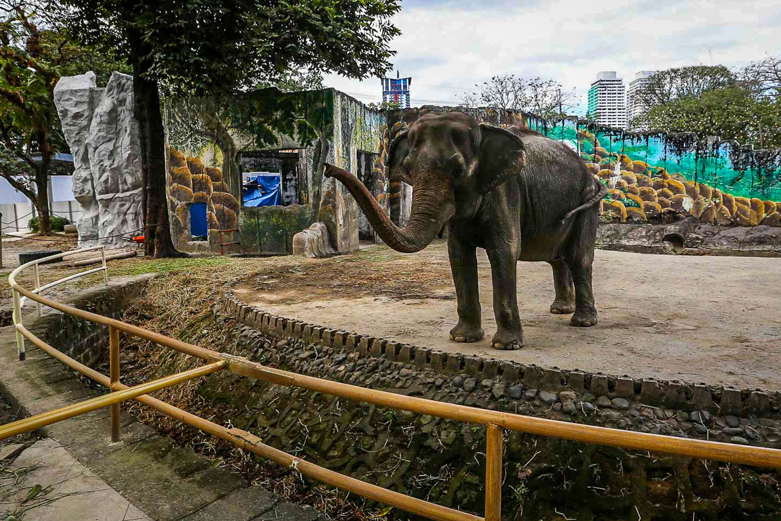 Manila City gov’t to ask Sri Lanka for new elephant after Mali’s death
