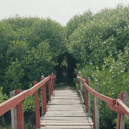 After Yolanda: A causeway threatens efforts by locals to restore a mangrove forest