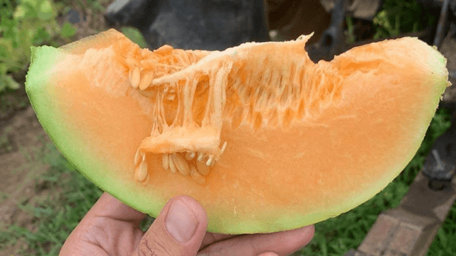 One in a melon! Get 5 kilos of melons for P499 from Nueva Ecija farmers