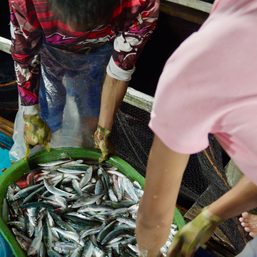 Life after catch: Sardines business holds promise for N. Samar small fishers