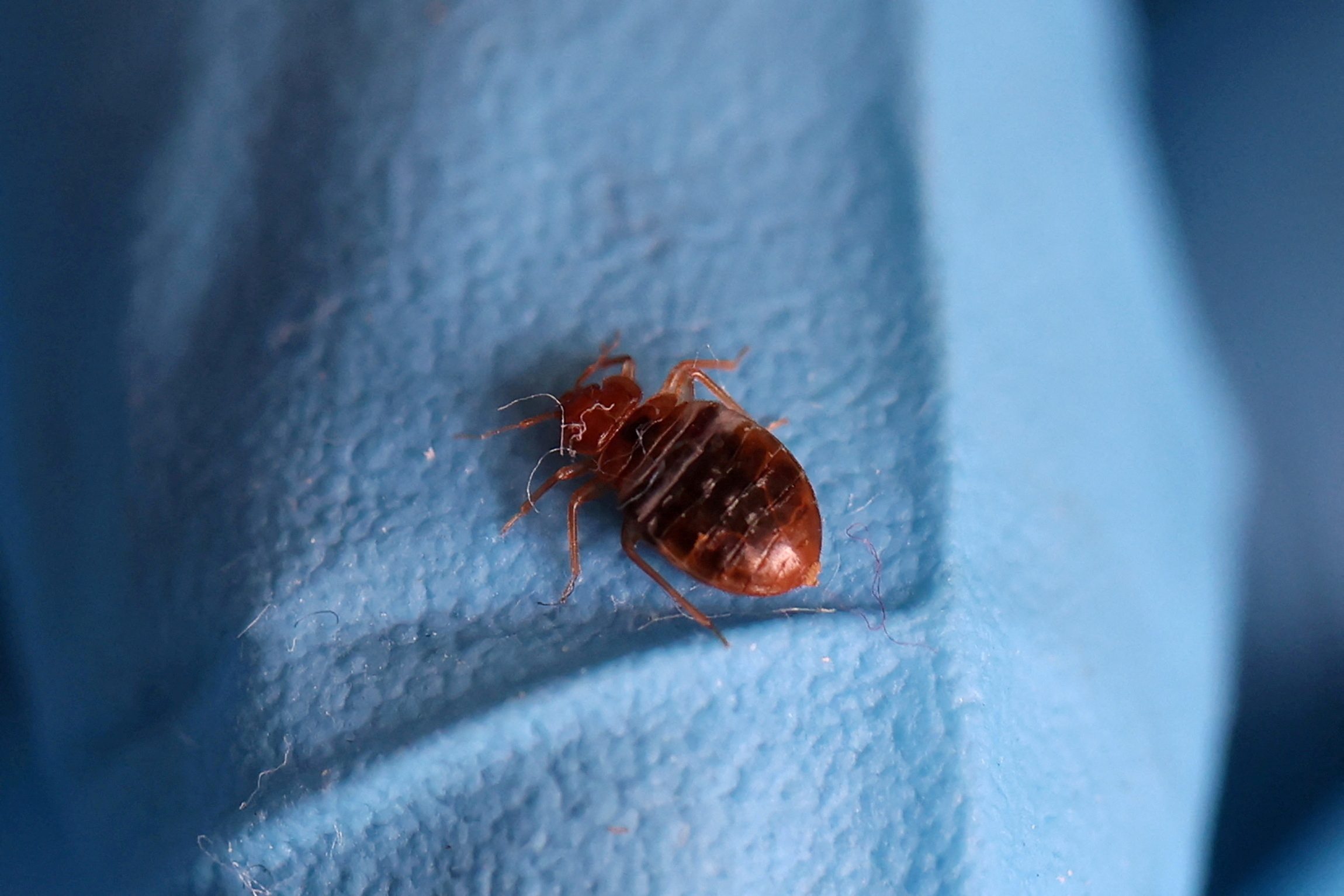 South Korea ramps up pest control after reports of bedbugs