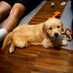 LOOK: Parisians combine yoga with puppy cuddles for ultimate relaxation
