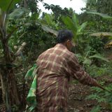 Brewing hope: How Amadeo farmers cope amid the struggling coffee industry