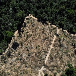 Brazil launches $204-million drive to restore Amazon rainforest