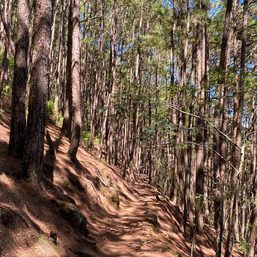 Sick of crowded Baguio? Try forest bathing in Camp John Hay