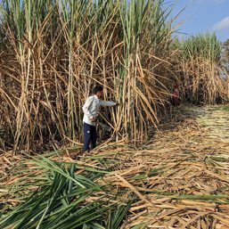 Not so sweet: India may need to import sugar as planting wanes