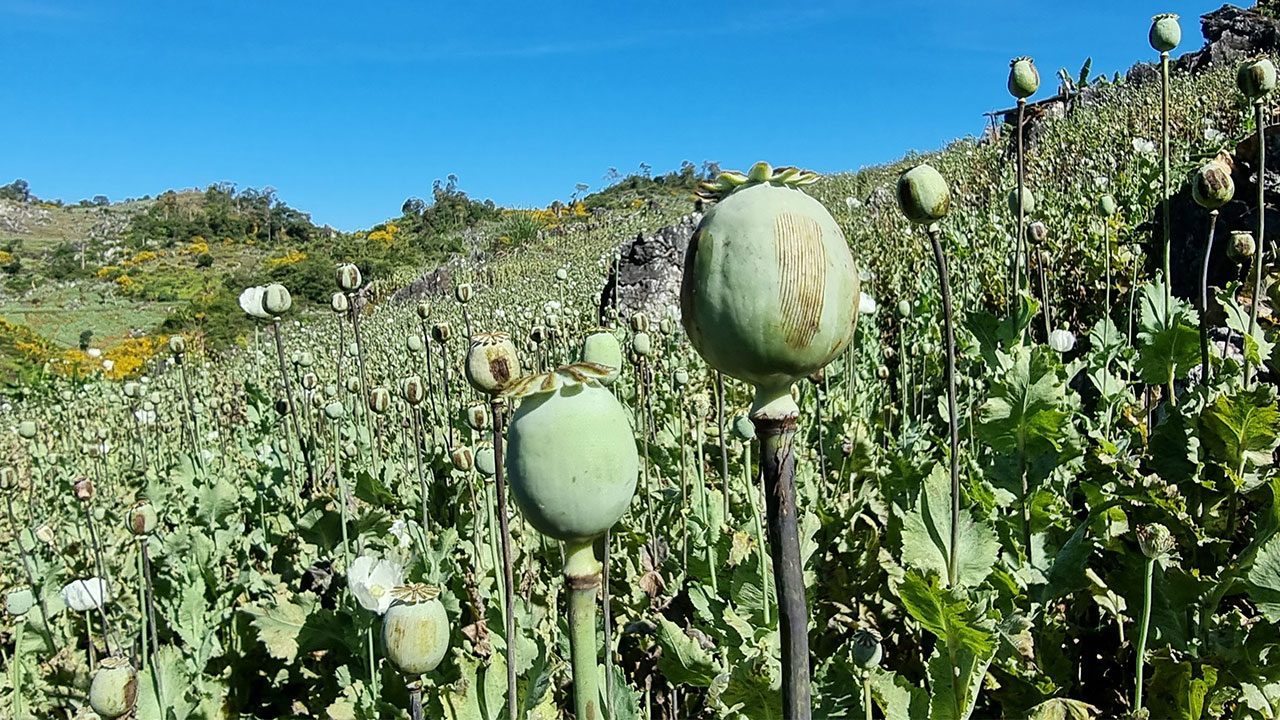 Myanmar is now world’s largest source of opium, UN says