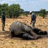 Dozens of Zimbabwe elephants die as climate change dries up Hwange park