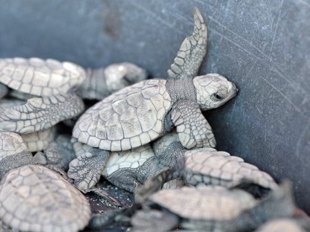 Sea turtles released: How Cavite town’s volunteers are saving the pawikan