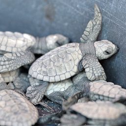 Sea turtles released: How Cavite town’s volunteers are saving the pawikan