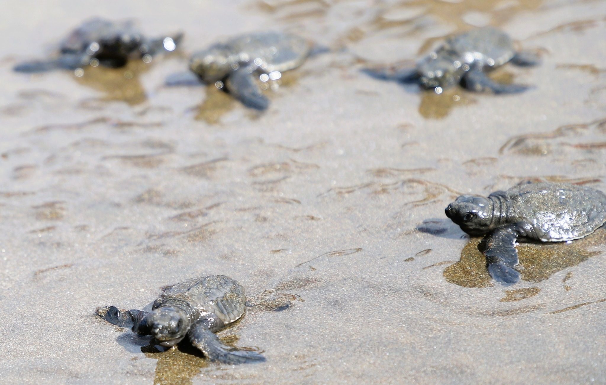 Dipolognons send pawikan hatchlings off to sea 