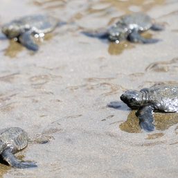 Dipolognons send pawikan hatchlings off to sea 
