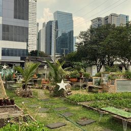 An edible garden grows in BGC