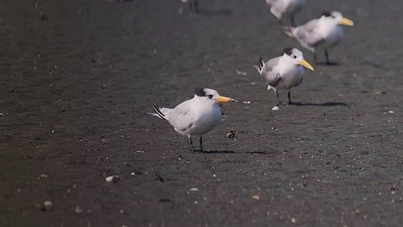 More than 100 years after first sighting in Manila Bay, rare bird reappears
