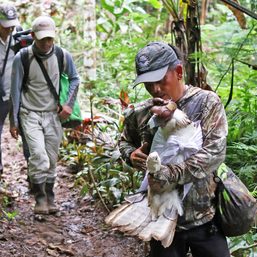 One-eyed Philippine eagle rescued in Davao