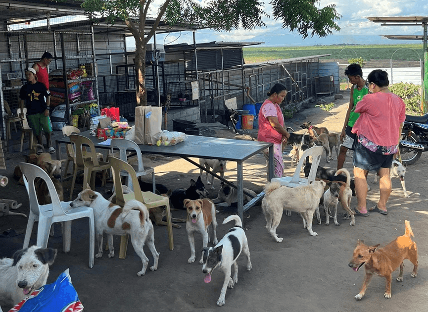 General Santos animal welfare group harnesses social media for support
