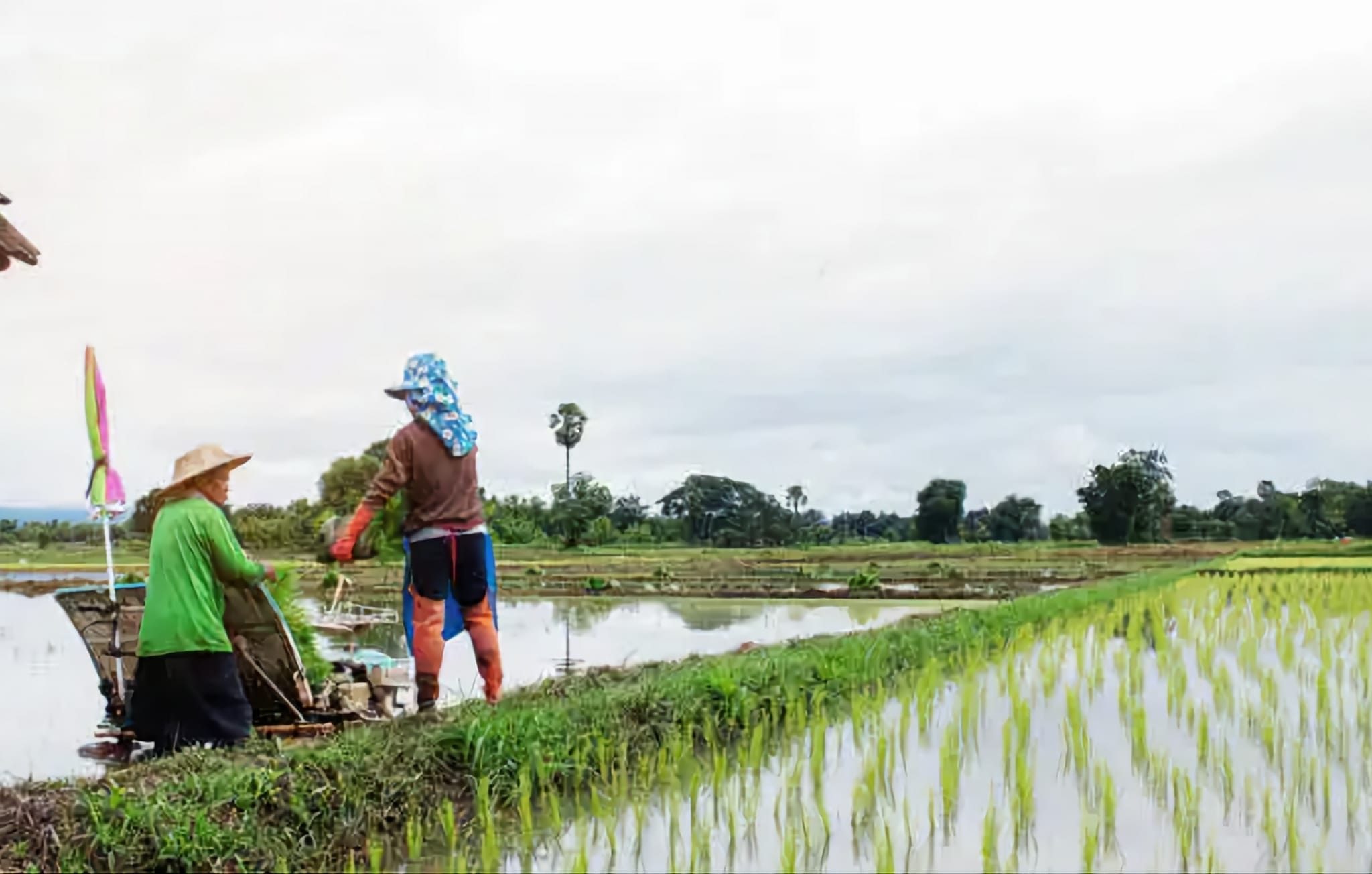 Facing climate challenges and rising costs, Palawan’s rice farmers turn to labor