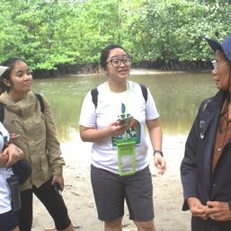 Puerto Princesa’s battle: Safeguarding its mangrove forests