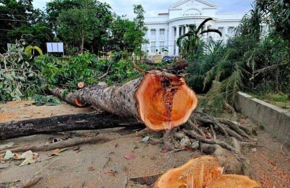 Protest mounts as Pangasinan capitol clears trees for pool, fountain project