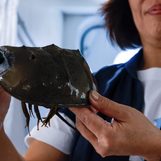 Hong Kong scientists seek good fortune for endangered horseshoe crabs