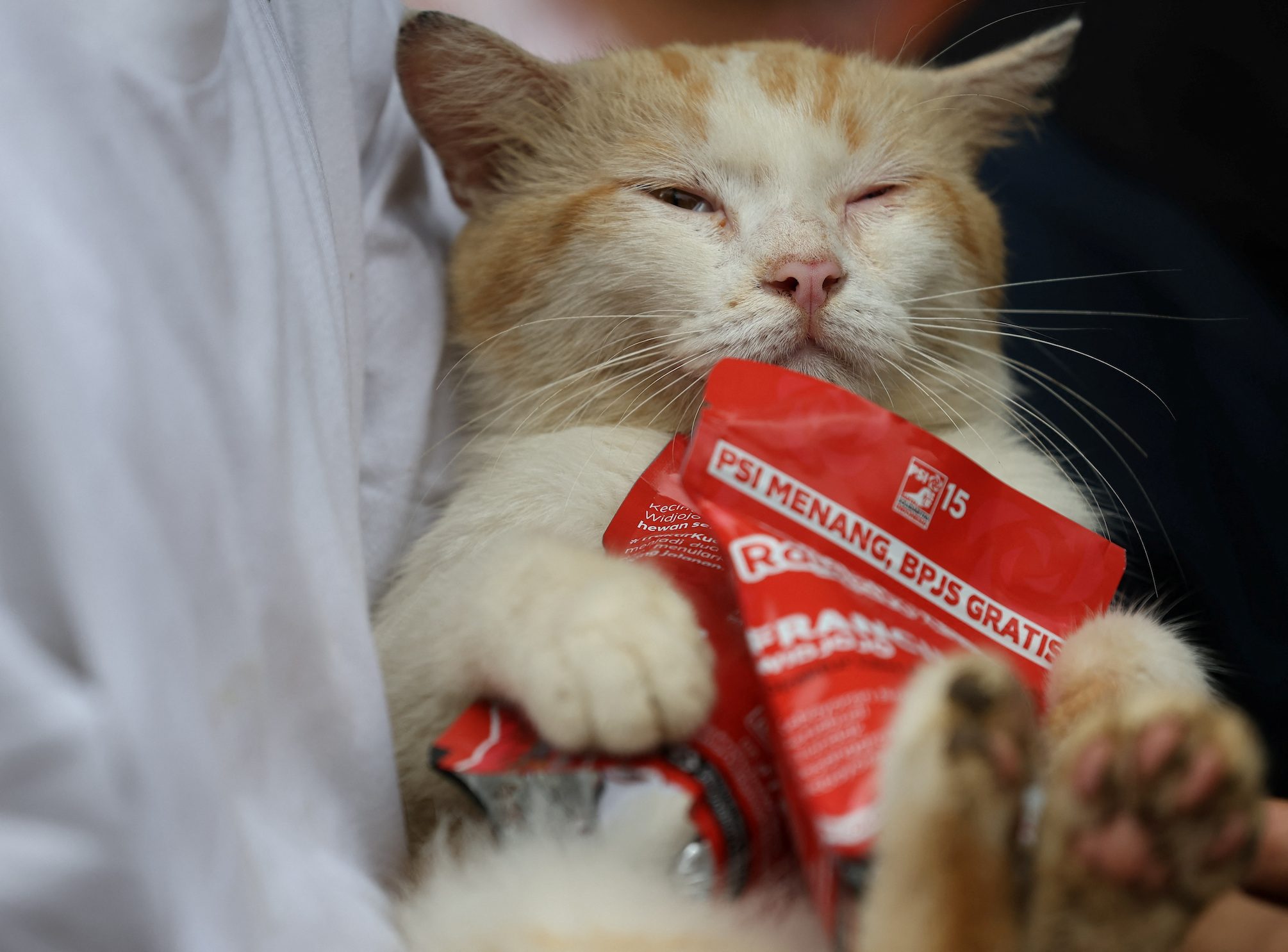 Cat lover campaigns for animal rights in Indonesia elections