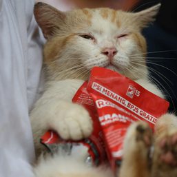 Cat lover campaigns for animal rights in Indonesia elections