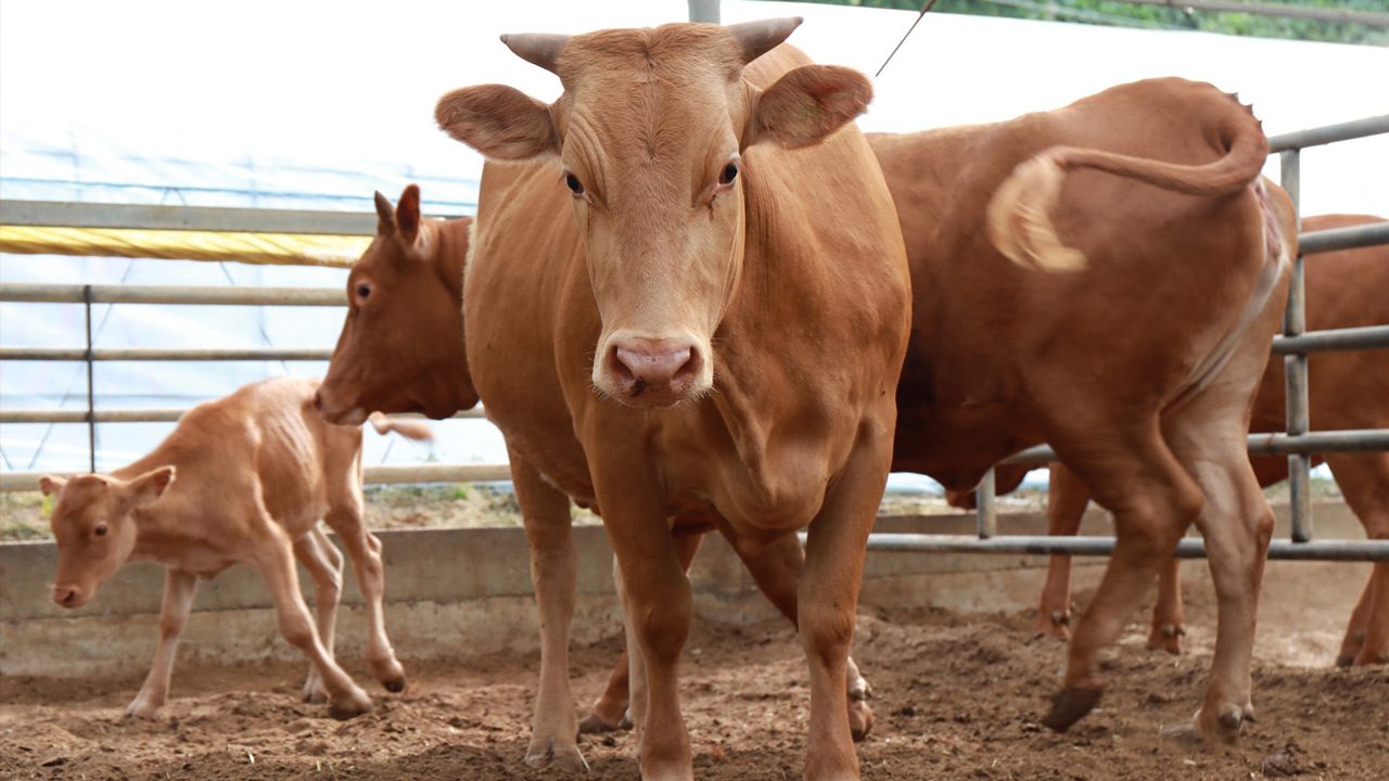 PH bans live cattle imports from Thailand, 3 others over lumpy skin disease fears