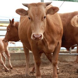 PH bans live cattle imports from Thailand, 3 others over lumpy skin disease fears