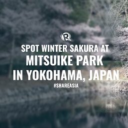 WATCH: Spot winter sakura at Mitsuike Park in Yokohama, Japan