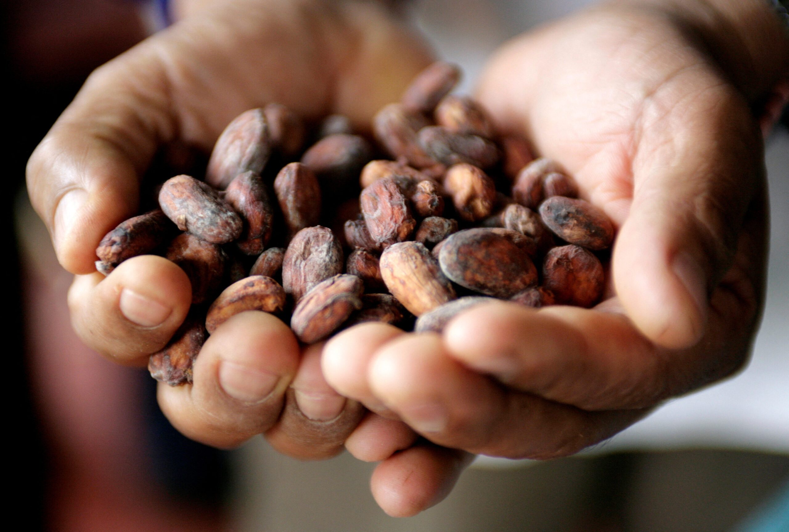Hey, chocolate lovers! New study traces complex origins of cacao