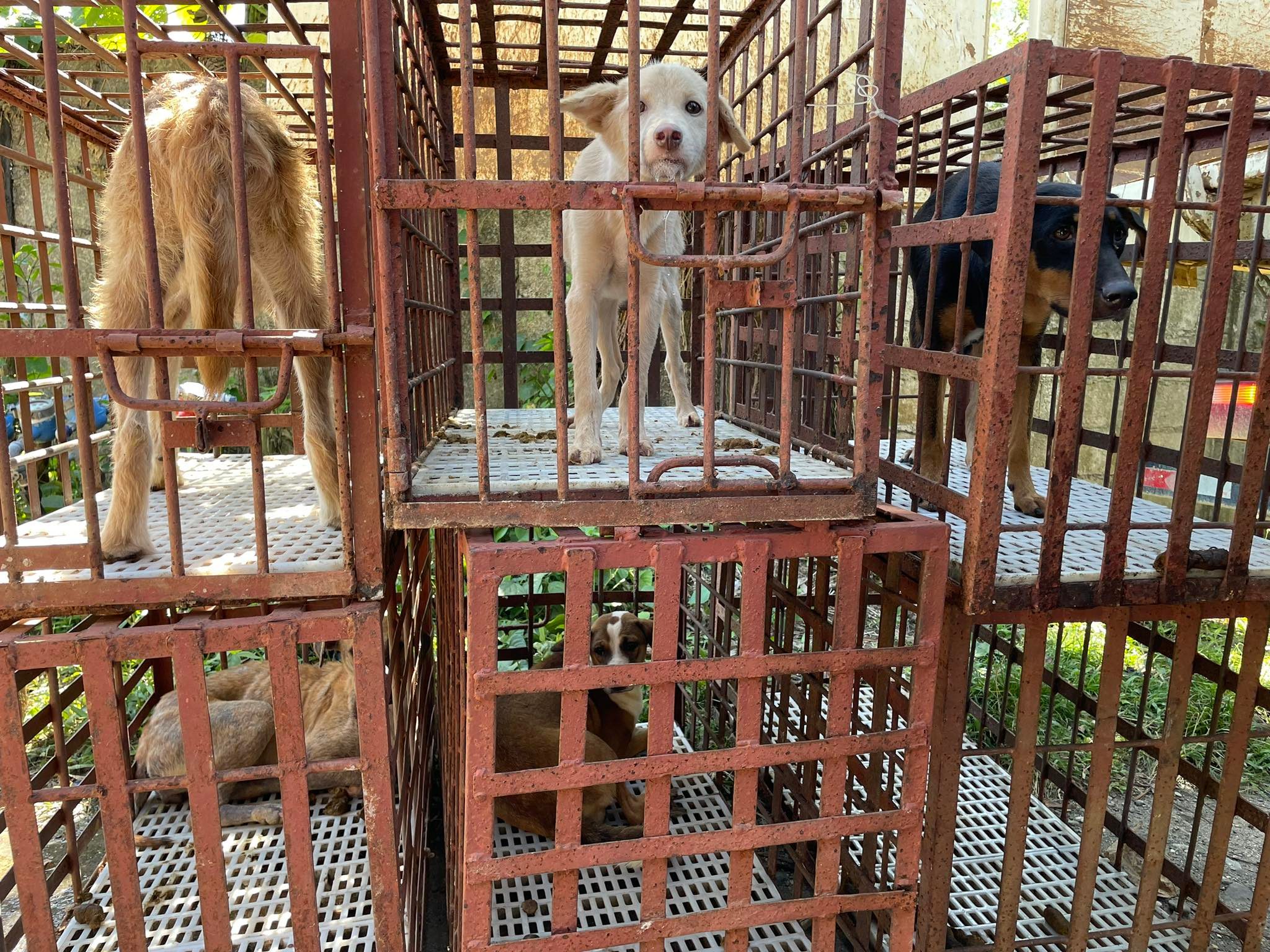 Boracay rounds up stray dogs ahead of Holy Week tourist rush
