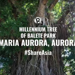 WATCH: A trip to Aurora’s Millennium Tree at Ronquillo Balete Ecopark