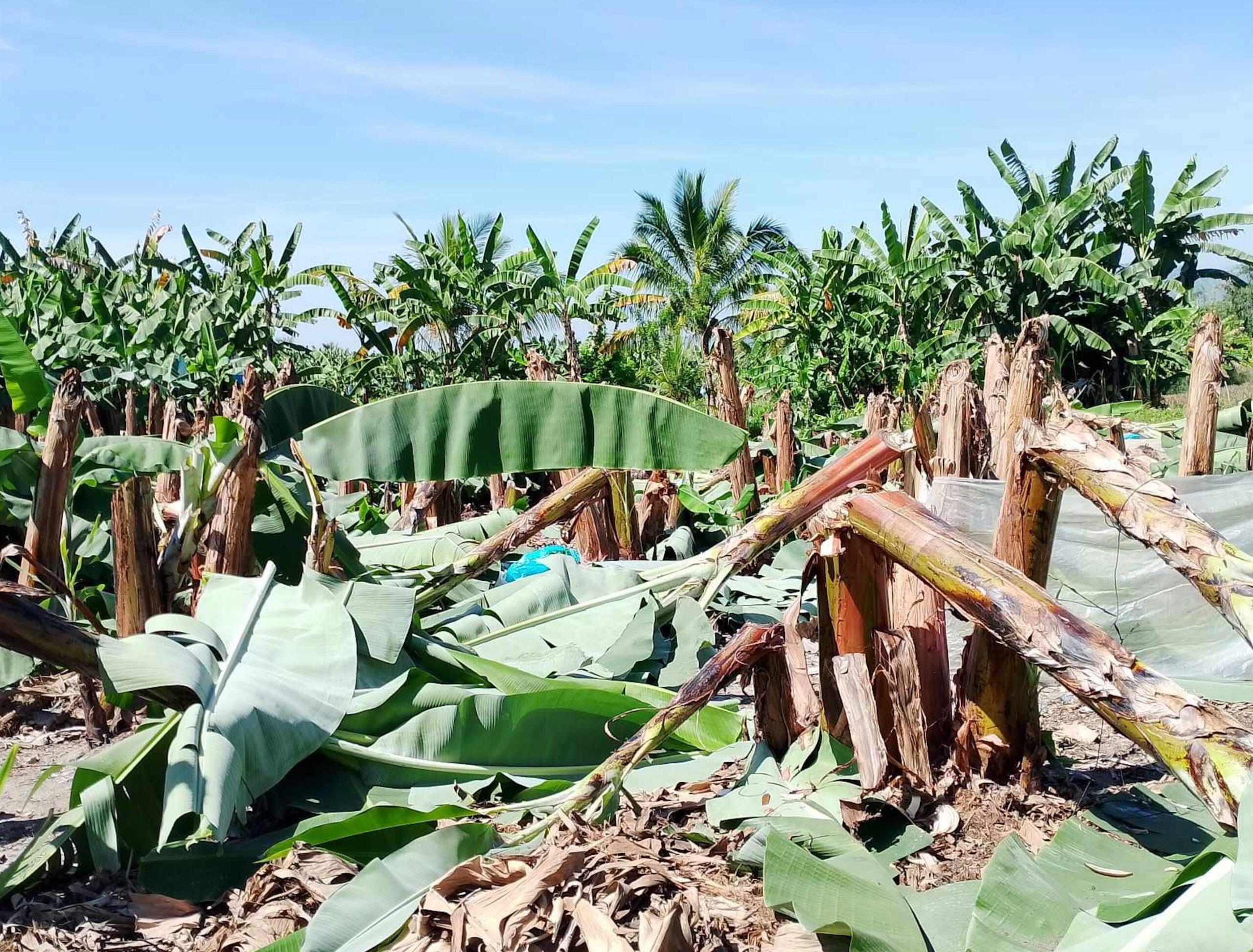 Tbolis cut down thousands of firm’s banana plants in South Cotabato