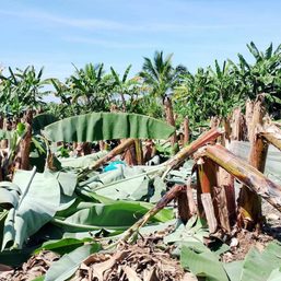 Tbolis cut down thousands of firm’s banana plants in South Cotabato