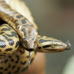 New species of Amazon anaconda, world’s largest snake, discovered
