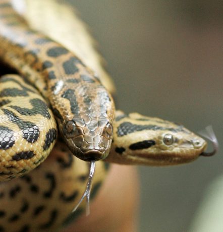 New species of Amazon anaconda, world’s largest snake, discovered
