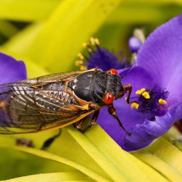 EXPLAINER: When the double brood of cicadas will come out – and what to expect