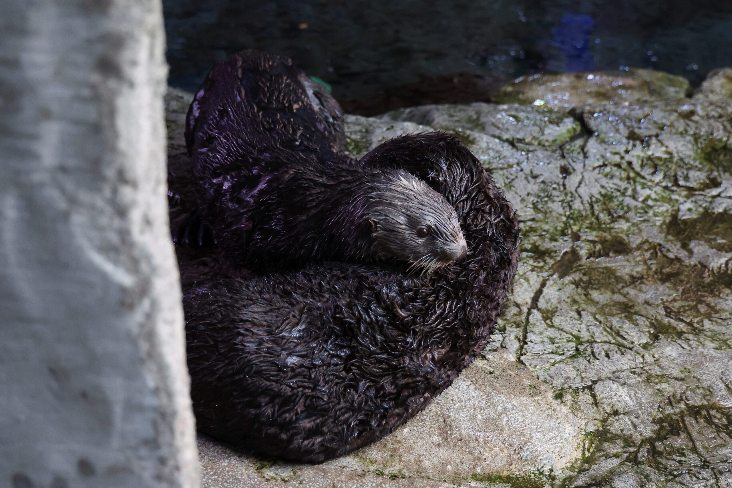 Stranded sea otter pups paired with surrogate moms at California aquarium