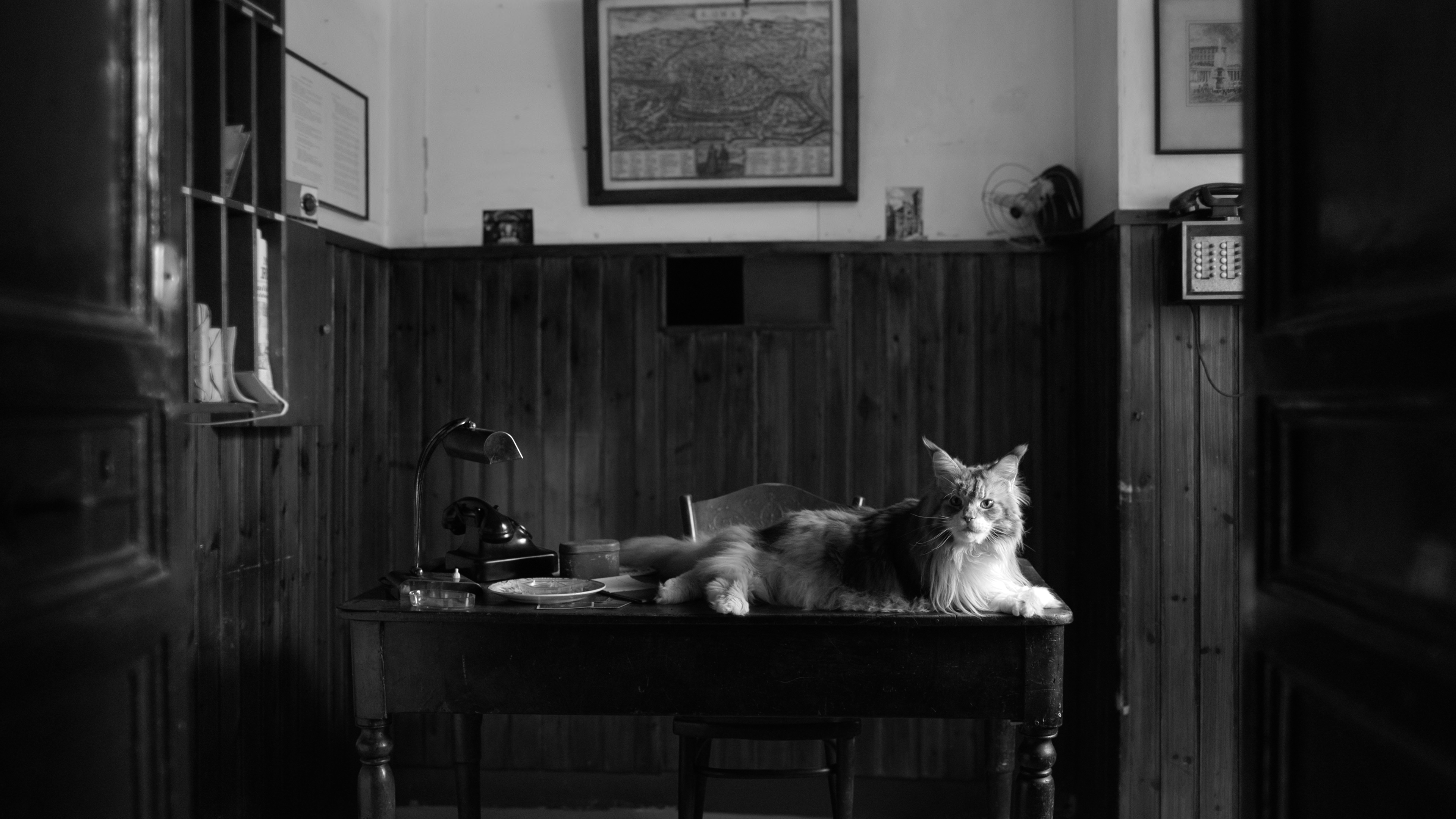 cat sits on a desk